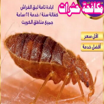 مكافحة قوارض - مكافحة حشرات وقوارض - الاتصال 50464050 - شركة حشرات - مكافحة حشرات - شركة مكافحة حشرات - مكافحة بق - مكافحة حشرات الجهراء - مكافحة حشرات الكويت